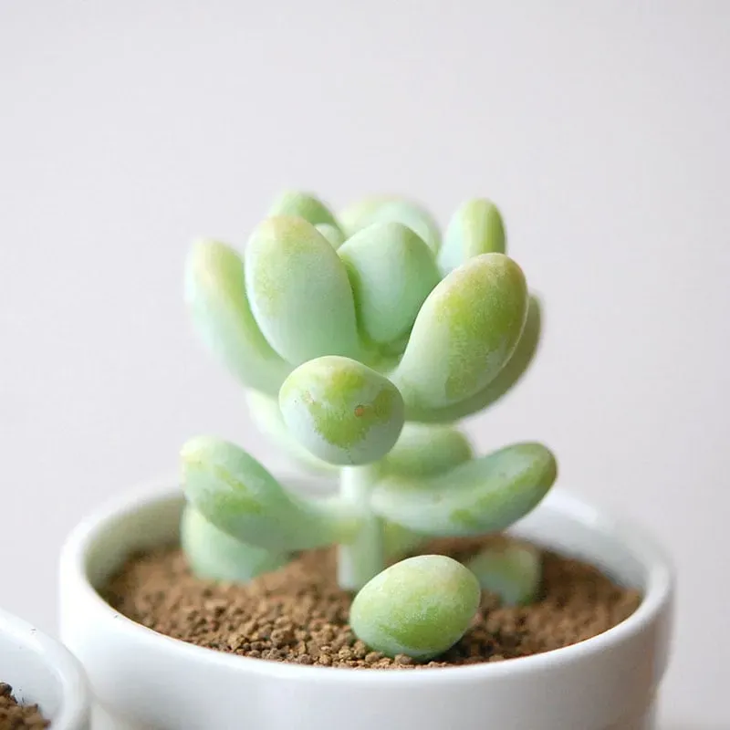 多肉植物 天使の雫：ぷっくり可愛い葉を絶対キープ！失敗しない育て方と管理の究極ガイド
